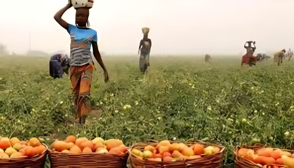 Africa Future Farmers Trains Over 1,500 Young Innovators in Digital and Creative Competencies
