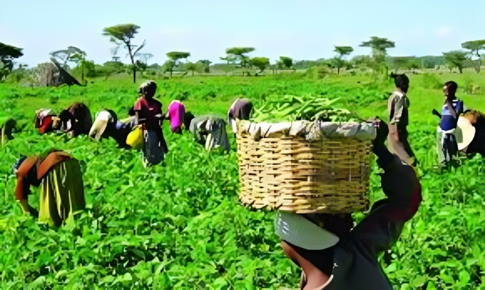 Nigeria Insures 250,000 Farmers Across Eight States to Boost Food Security and Safeguard Agribusinesses