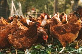 AECF SAPI Feed Accelerator: Up to $20,000 for Poultry Feed Innovations