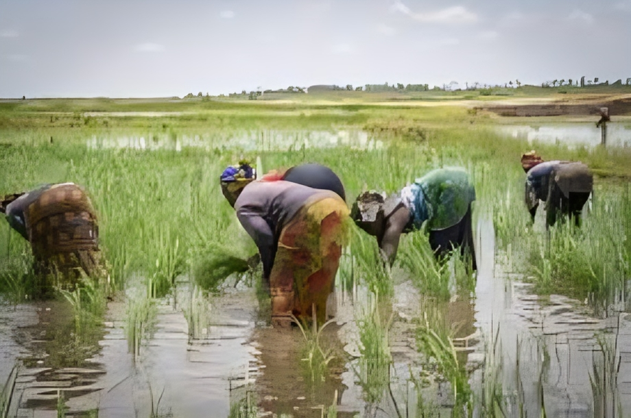 Firm, NGO Partner to Empower 2 Million Rural Women in Climate-Smart Agriculture