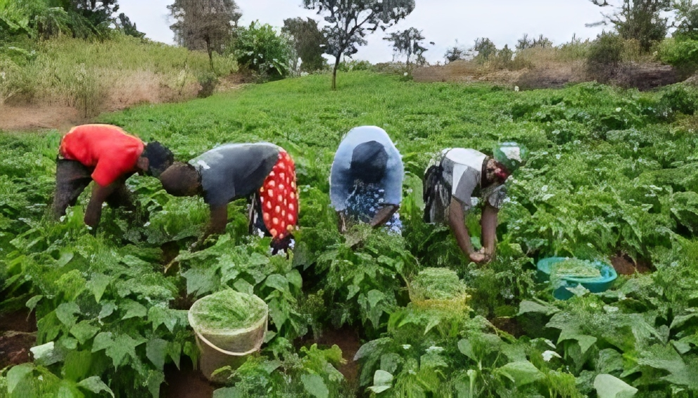 1.47 Million Nigerian Farmers Now Protected by Agricultural Insurance – A New Era for Food Security and Rural Growth