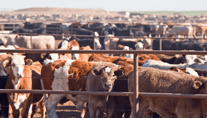 Nigeria Eyes $3bn Livestock Market Boost as Private Sector Drives Expansion Push