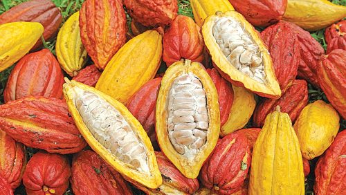 Sunbeth Unveils Plans for Massive Cocoa and Cashew Processing Plants Across West Africa